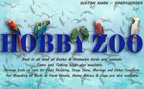 Hobby Zoo Birds And Parrot Shop - Laxmi Nagar - Delhi Image