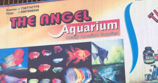 Angel Aquarium - Nalasopara East - Palghar Image