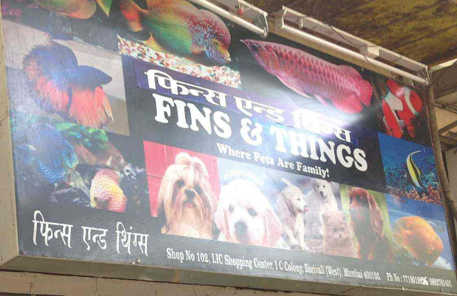 Fins & Things - Borivali West - Mumbai Image