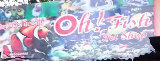 Oh Fish Pet Shop - Mulund West - Mumbai Image