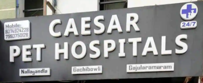 Caesar Pet Hospital - Serilingampally - Hyderabad Image