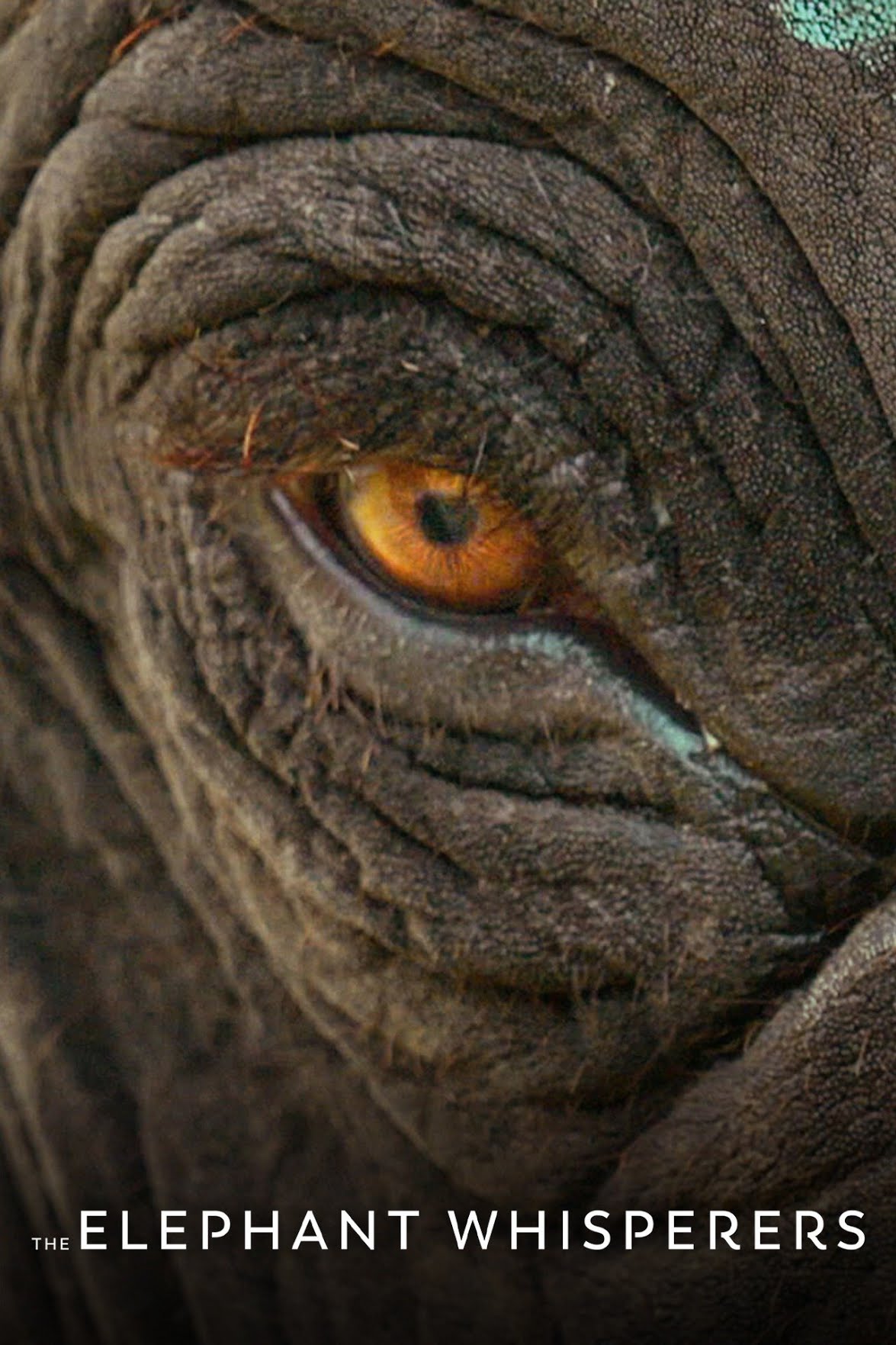 The Elephant Whisperers Image