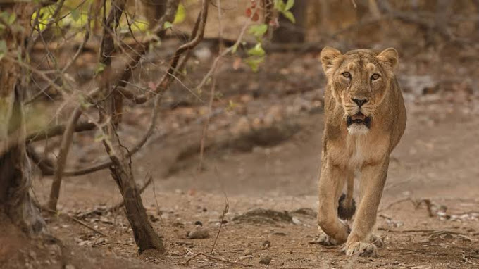 Girnar Wildlife Sanctuary Image