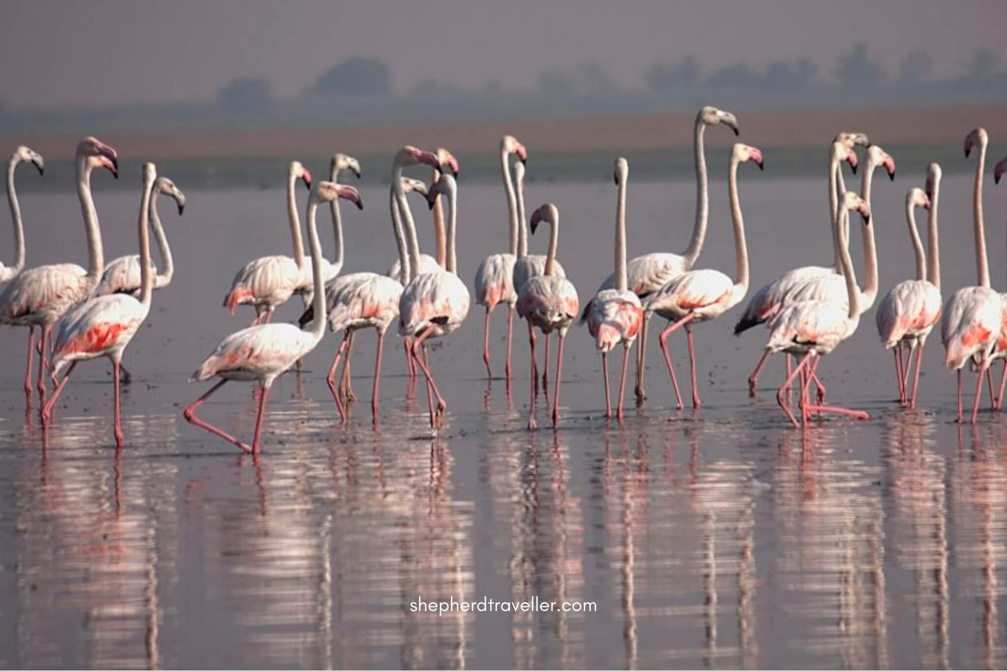 Bhigwan Bird Sanctuary Image