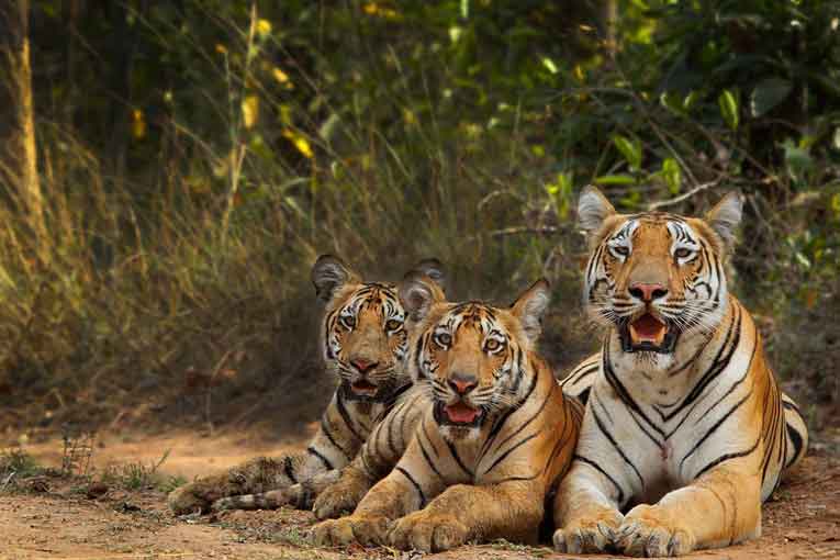 Umred Karhandla Wildlife Sanctuary Image