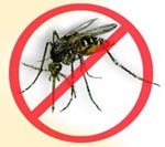 Dengue Tips Tips