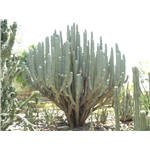 Cactus Garden Sailana - Ratlam