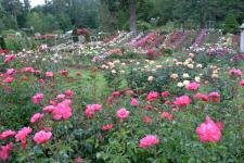 Japanese Rose Garden - Nagpur