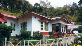 Olive Brook - Munnar