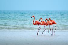Flamingo Tours & Travels - Pune