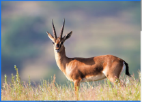 Bishnoi Village Safari Tours - Jodhpur