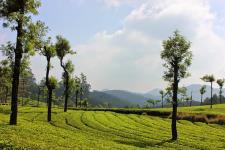 Vacation Navigators - Munnar