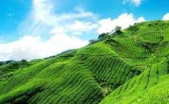 Travistor Travel & Tours - Munnar