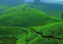 Travel Insight - Munnar