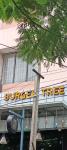 Burger Tree - Gandhipuram - Coimbatore
