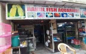 Rahul Fish Aquarium - Indirapuram - Ghaziabad