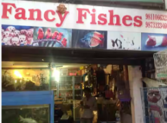 Fancy Fishes - Indirapuram - Ghaziabad