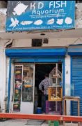 K D Fish Aquarium - Nes Bhoof Colony - Faridabad