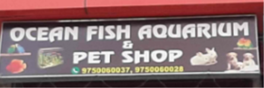 Ocean Fish Aquarium Home & Pet Shop - - Noida