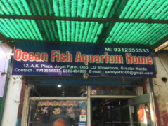 Ocean Fish Aquarium Home - - Noida