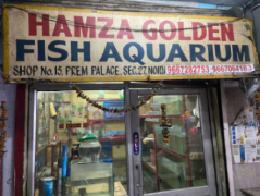 Hamza Golden Fish Aquarium - Nehru Place - Delhi