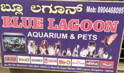 Blue Lagoon Aquarium & Pets Shop - HSR Layout - Bengaluru