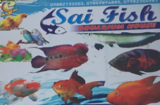 Sai Fish Aquarium - Kavi Nagar - Ghaziabad