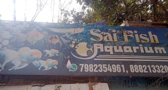Sai Fish Aquarium - Kavi Nagar - Ghaziabad