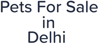 Pets For Sale in Delhi - Dwarka More - Delhi