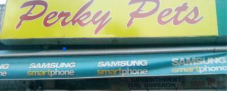Perky pets - Sadar Bazar - Gurugram