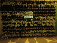 The Dome Cafe - Gachibowli - Hyderabad