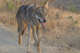 Grassland Safari Kadabanwadi