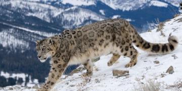 Snow Leopard Trail - Ladakh