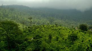 Bonacaud Hills - Thiruvananthapuram