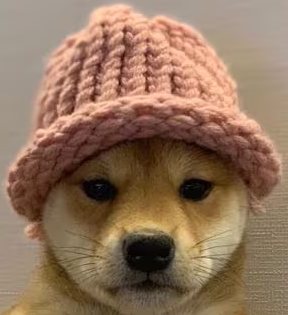 dogwifhat (WIF) Image