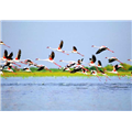 Nal Sarovar Bird Sanctuary