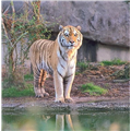 Simlipal National Park