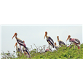 Kokkare Bellur Bird Sanctuary