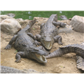 Madras Crocodile Bank Trust - Chennai