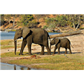 Manas National Park - Barpeta