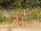Chandoli National Park - Sangli