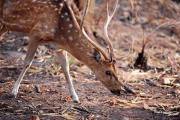 Srisailam Tiger Reserve - Srisailam