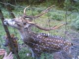 Deer Park, Kurseong - Kurseong