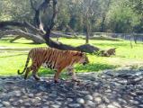 M.C. Zoological Park, Chhat Bir Zoo - Zirakpur