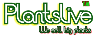 Plantslive