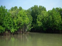 Sundarbans