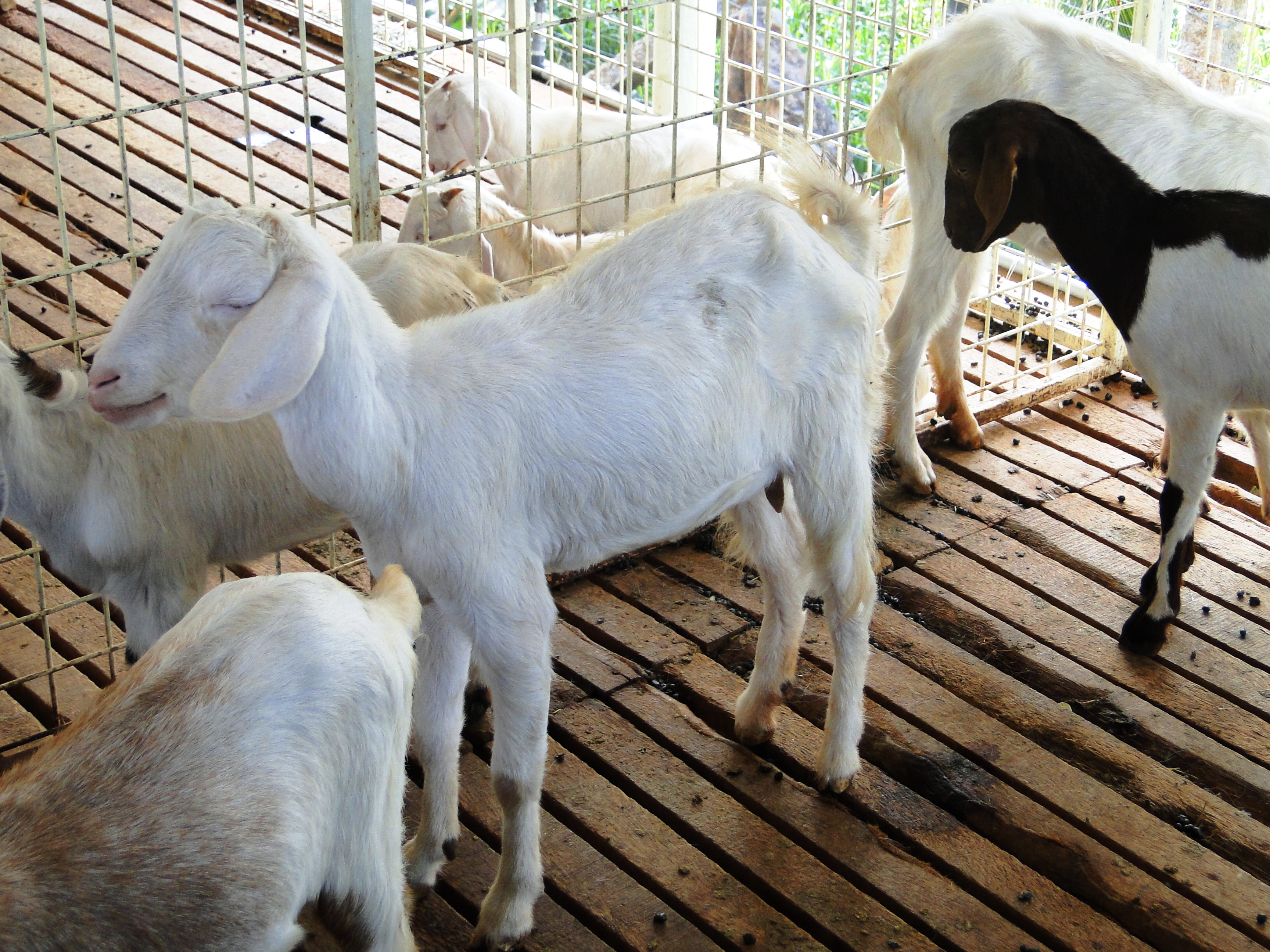 goat-farms-in-tamilnadu-growersindia-blog-mouthshut